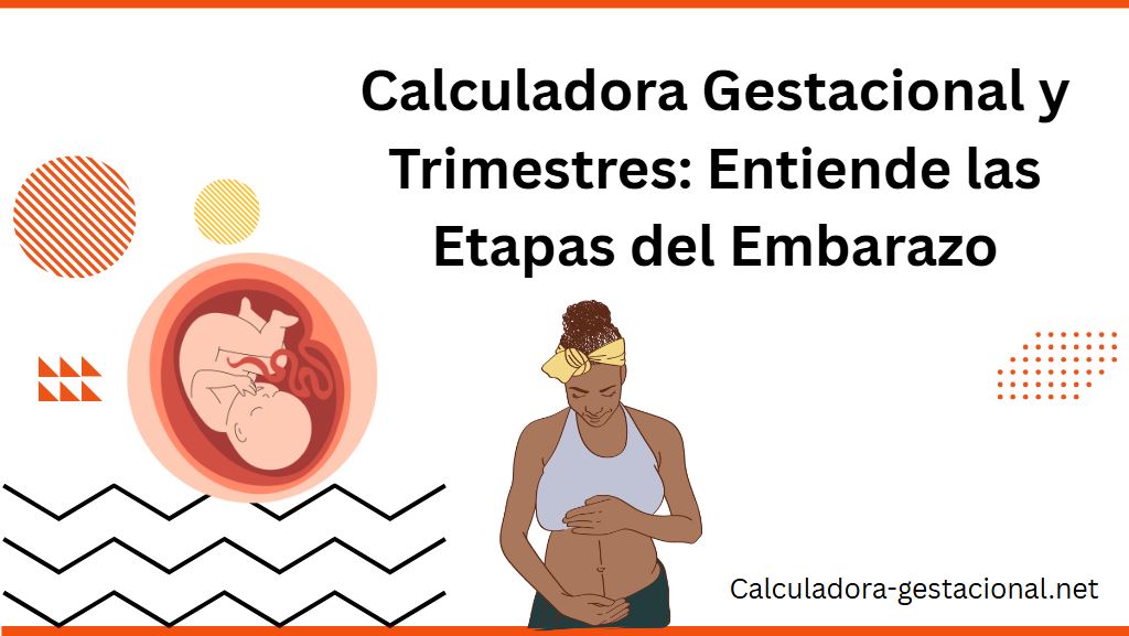 Calculadora Gestacional y Trimestres Entiende las Etapas del Embarazo